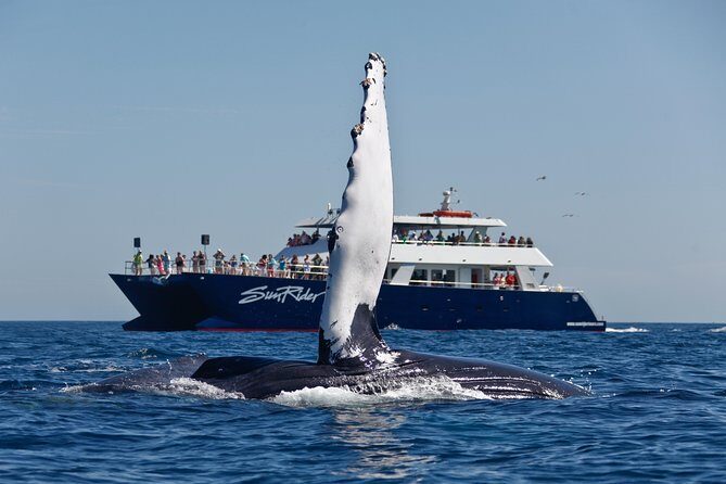 Cabo San Lucas Whale Watching Lunch Cruise - What You Can Expect During the Tour