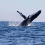 Cabo San Lucas: Whale Watching Tour - What to Expect from Your Whale Watching Tour