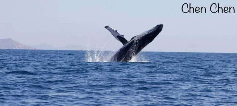 Cabo San Lucas: Whale Watching Tour - What to Expect from Your Whale Watching Tour