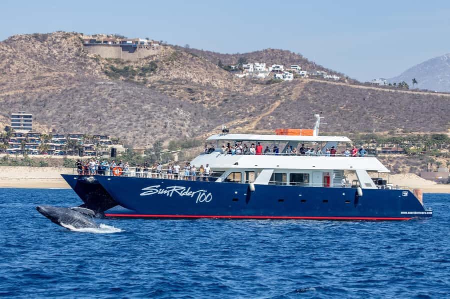 Cabo San Lucas: Whale Watching Tour with Buffet & Open Bar - What to Expect on the Tour