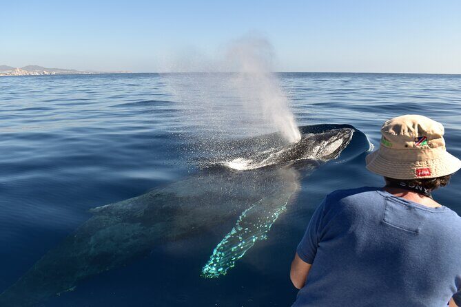 Cabo San Lucas Whale Watching Tour with Photos Included - What Travelers Love and What to Consider