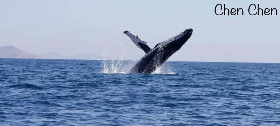Cabo San Lucas: Whale Watching Tour - What to Expect from Your Whale Watching Tour
