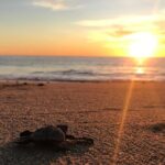Cabo Turtle Release - Frequently Asked Questions