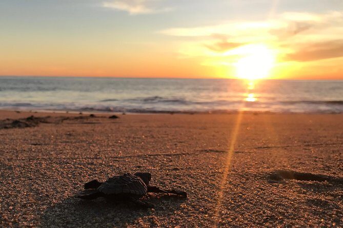 Cabo Turtle Release - Frequently Asked Questions