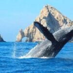 Cabo Whale Watching Cruise - What Travelers Say