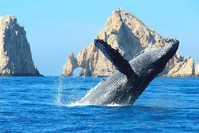 Cabo Whale Watching Cruise - What Travelers Say