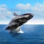 Cabo Whale Watching Tour: 2 Hours at Arch & Lovers Beach - Authentic Experiences & Honest Insights from Guests