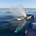 Cabo: Whale-Whatching Boat Trip w/ All-Women Crew and Photos - Who Should Do This Tour?