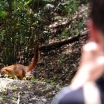 Calakmul Ancient Maya City Tour - From Campeche - The Value of the Experience