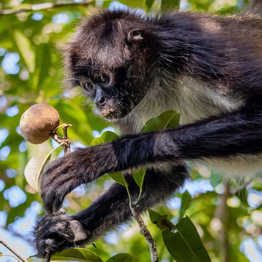 Calakmul Tour: Among Animals and Mayan History - Who Will Love This Tour?