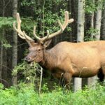 Calgary Airport to Canmore Private Transfer - How the Experience Unfolds