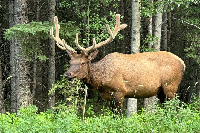 Calgary Airport to Canmore Private Transfer - How the Experience Unfolds