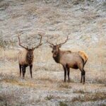 Calgary: Columbia Icefield Adventure, Skywalk and Peyto Lake Tour - What the Tour Might Feel Like