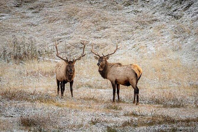 Calgary: Columbia Icefield Adventure, Skywalk and Peyto Lake Tour - What the Tour Might Feel Like