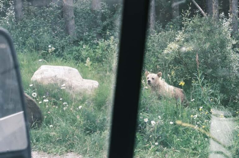 Calgary:Moraine Lake Sunrise & Lake Louise & Wildlife Safari - The Value of This Tour