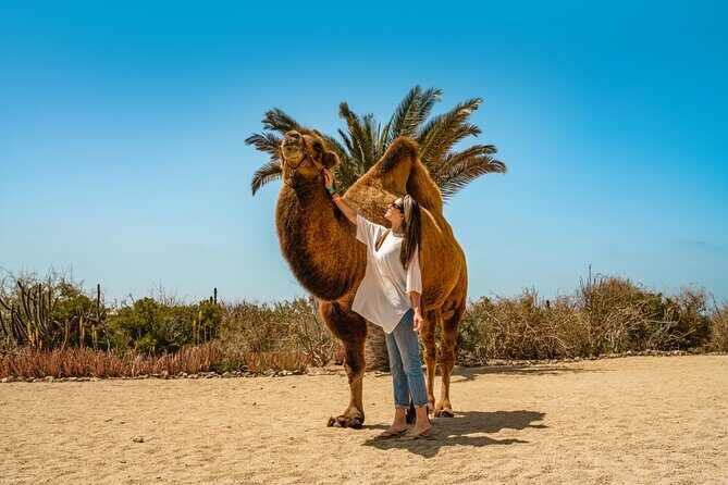 Camel Ride with Tequila Tasting and Lunch in Los Cabos - Authentic Feedback from Participants