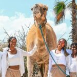 Camel Safari and Gastronomic Experience in Los Cabos - What to Expect from the Tour