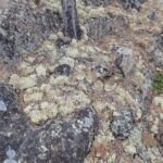 Cameron Falls Tour Custom Waterfall Hiking - A Detailed Look at the Cameron Falls Waterfall Hike