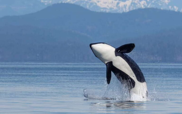 Campbell River: 4 Hour Whale & Wildlife Zodiac Boat Tour - Wildlife Viewing: What You Might See