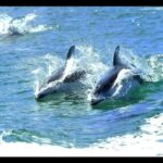 Campbell River: 7-Hour Big Animal Encounter Boat Tour - The Experience in Detail