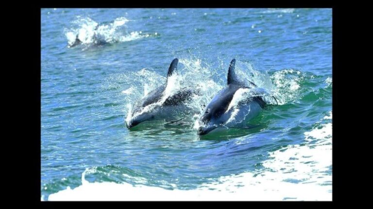 Campbell River: 7-Hour Big Animal Encounter Boat Tour - The Experience in Detail
