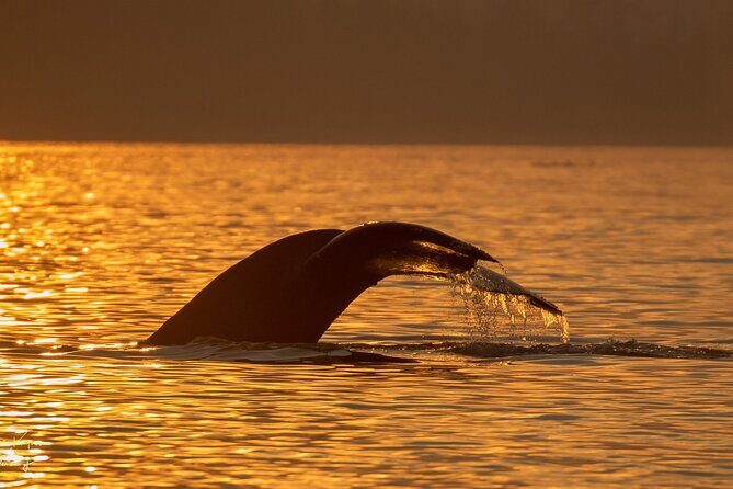 Campbell River, BC: 2 Hour Coastal Sunset Tour By Boat - The Sum Up: Is It Worth It?