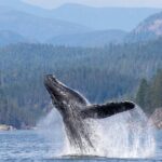 Campbell River, BC: 6 Hour Whale Watching Tour w/ Lunch Included - In-Depth Breakdown of the Itinerary