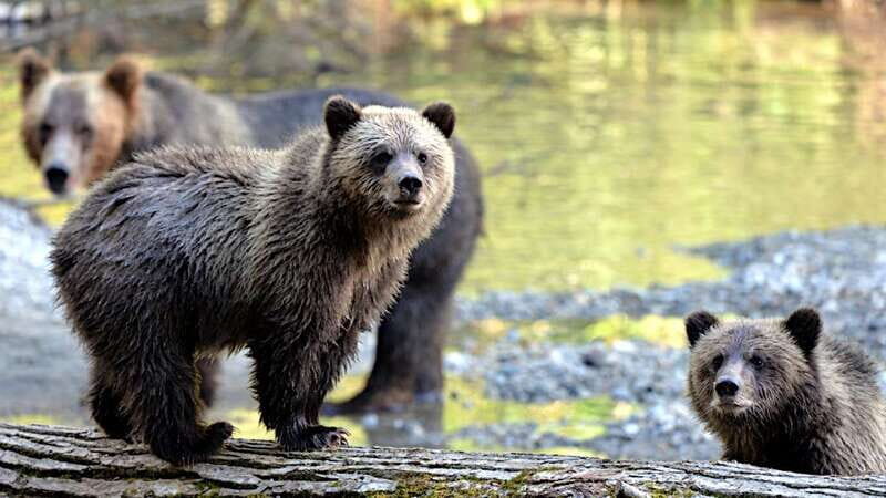 Campbell River: Deluxe Grizzlies & Indigenous Culture tour - Authentic Encounters and Reviews