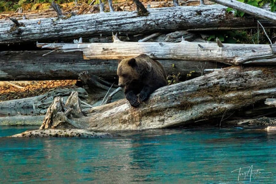 Campbell River: Grizzly Bear Expedition with Lunch - Why This Tour Offers Real Value