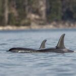 Campbell River - Private scenic boat tour - Why This Tour is a Good Deal