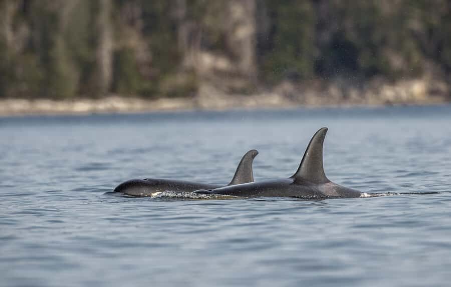 Campbell River - Private scenic boat tour - Why This Tour is a Good Deal
