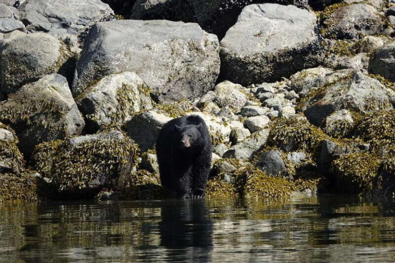 Campbell River: Spring Bear Watching & Waterfalls Boat Tour - Price and Value
