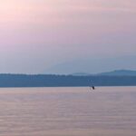 Campbell River: Sunset Salish Sea Whale Watching Tour - Final Thoughts