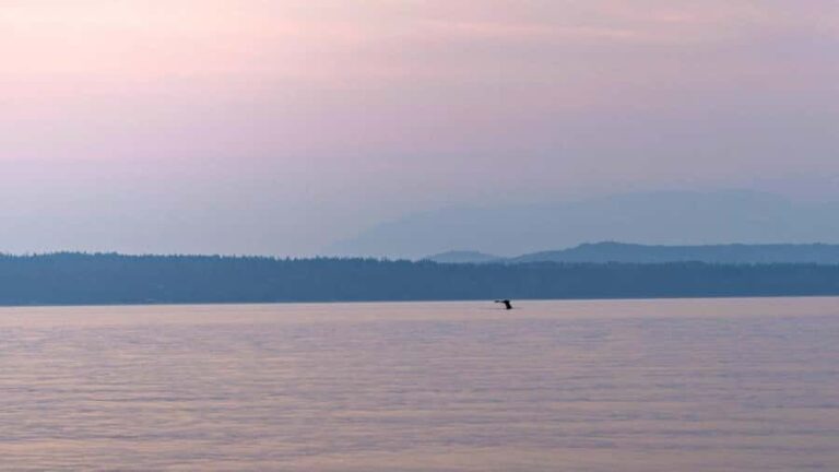 Campbell River: Sunset Salish Sea Whale Watching Tour - Final Thoughts