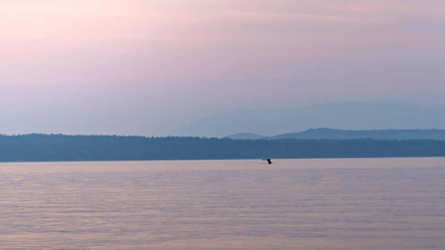Campbell River: Sunset Salish Sea Whale Watching Tour - Final Thoughts