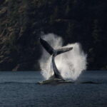 Campbell River: Whale Watching and Wildlife Viewing Day Tour - Authenticity and Real Traveler Impressions