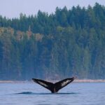 Campbell River - Whale Watching: Private & budget-friendly - Why This Tour Offers Good Value