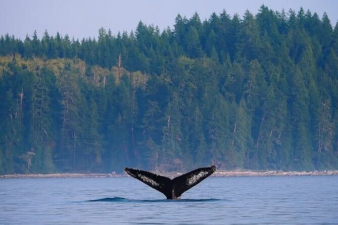 Campbell River - Whale Watching: Private & budget-friendly - Why This Tour Offers Good Value