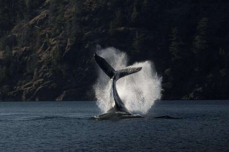 Campbell River: Whale & Wildlife Discovery Cruise - Authentic Encounters and Real Traveler Feedback