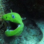 Cancun: 2 Reef Dives at Punta Cancun for Certified Divers - The Sum Up