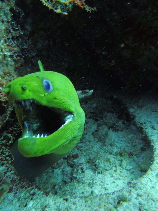 Cancun: 2 Reef Dives at Punta Cancun for Certified Divers - The Sum Up