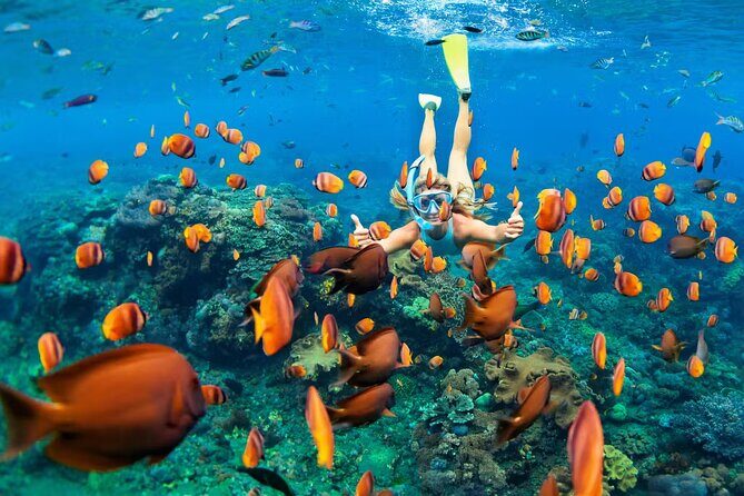 Cancun 6 in 1 Snorkeling Tour: MUSA, Shipwreck, Reefs & Cenotes - El Meco Reef: A Colorful Introduction
