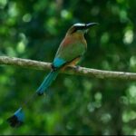 Cancún: Birds Photography Expedition with Transportation - The Pros & Cons