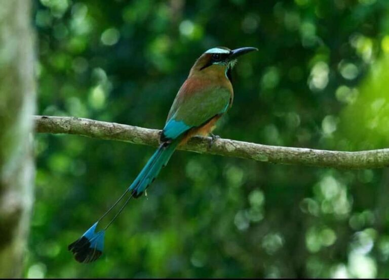 Cancún: Birds Photography Expedition with Transportation - The Pros & Cons
