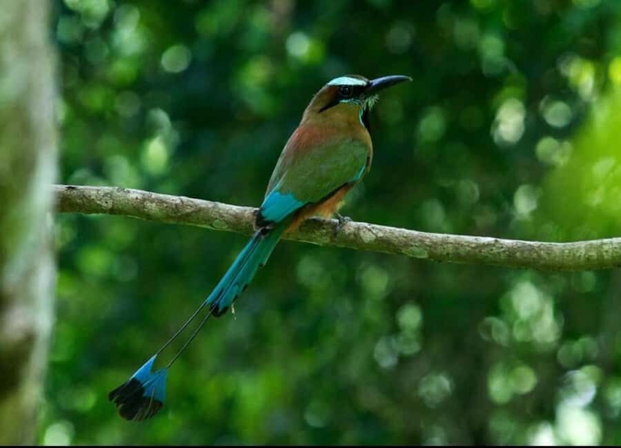 Cancún: Birds Photography Expedition with Transportation - The Pros & Cons