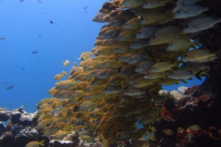 Cancun: Dive Underwater Museum & Manchones Reef - Who Should Consider This Tour?