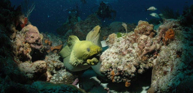 Cancun: Goliat Grouper Dive Adventure - The Experience: What Makes It Stand Out