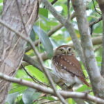 Cancún: Guided Birdwatching Hike - Practical Details