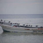 Cancun: Holbox Island Birdwatching and Wildlife Adventure - The Experience in Detail