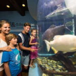 Cancún: Interactive Aquarium Admission - An In-Depth Look at the Cancún Interactive Aquarium Experience